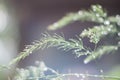 Beautiful green Asparagus fern with rain drops on leaves. Royalty Free Stock Photo