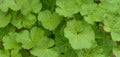 Beautiful green background for design. Nature Grass with dew from above. Top view Royalty Free Stock Photo