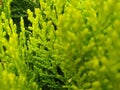 Beautiful green background of thuja tree Royalty Free Stock Photo