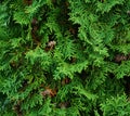 Beautiful green background Royalty Free Stock Photo