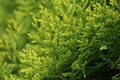 Beautiful green background of thuja tree Royalty Free Stock Photo