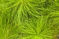 Beautiful green background of a young spruce branch in the forest, texture. Royalty Free Stock Photo