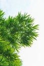 Beautiful Green Bamboo leaf Royalty Free Stock Photo