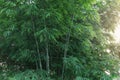 Beautiful Green Bamboo Royalty Free Stock Photo