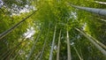 Beautiful Green Bamboo Forest Scene Royalty Free Stock Photo