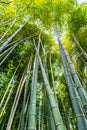 green bamboo forest, tourist famous place in Japan, Kyoto, Arashiyama, background Royalty Free Stock Photo