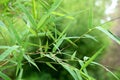 Beautiful green bamboo leaves in a jungle close-up Royalty Free Stock Photo