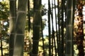Beautiful green bamboo plants growing in forest Royalty Free Stock Photo