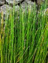 Beautiful Green bamboo water background and wall stone Royalty Free Stock Photo