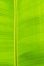 beautiful green banana leaf backlit sun texture background pattern Royalty Free Stock Photo