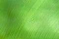 Beautiful green banana leaf with drops of water Royalty Free Stock Photo