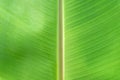 Beautiful green banana leaf with drops of water Royalty Free Stock Photo