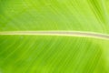 Beautiful green banana leaf with drops of water Royalty Free Stock Photo