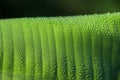 Beautiful Green Banana Leaf with Water Drops Royalty Free Stock Photo