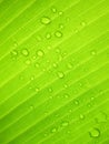 Beautiful Green Banana Leaf with Water Drops Royalty Free Stock Photo