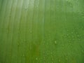 Beautiful Green Banana Leaf with Water Drops. Royalty Free Stock Photo