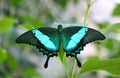 Beautiful Green-banded Peacock Butterfly