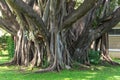 Beautiful green banyan tree, many trunks intertwined into one huge ficus microcarpa