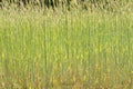 Beautiful green barley field in summer time Royalty Free Stock Photo