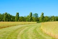 Beautiful green barley field in summer time Royalty Free Stock Photo