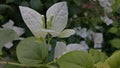 Beautiful green beckground and white flowers