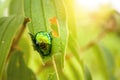 Beautiful Green beetle on Green leaf Blur background