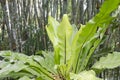 Big bird`s nest fern in bamboo forest Royalty Free Stock Photo