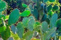 Beautiful green big cactus grows on the street