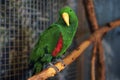 Beautiful green big parrot Royalty Free Stock Photo