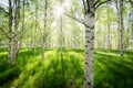 Beautiful birch forest of Sweden with sun coming trough the branches