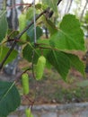 Beautiful of green birch leaves for different design