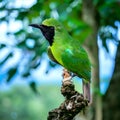 Beautiful green bird in the forest Royalty Free Stock Photo