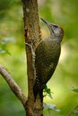 Beautiful green bird Green Woodpecker, Picus viridis, sitting on the tree trunk with yellow lichen in the forest, bird in the Royalty Free Stock Photo