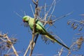 The rose-ringed parakeet (Psittacula krameri), also known as the ring-necked parakeet, green parrot on a tree branch