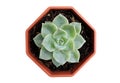 Close up succulents plants aeonium Arboreum in orange pot on a white background with clipping path.