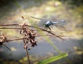 A beautiful green blue Dragon Fly in the reeds on the Roanoke River in Roanoke Virginia.