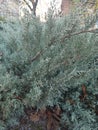 green-blue lush plant has borne fruit in a sunny cozy park