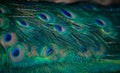 Beautiful green and blue peacock plumage