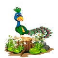 Beautiful Green Blue Peacock With Rock And White Ivy Flower Cartoon Royalty Free Stock Photo