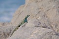 Beautiful green blue turquoise lizard, pacific coast, Atacama Desert, northern Chile