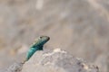 Beautiful green blue turquoise lizard, pacific coast, Atacama Desert, northern Chile