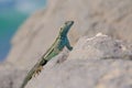 Beautiful green blue turquoise lizard, pacific coast, Atacama Desert, northern Chile