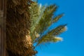 Beautiful green blurred palm tree behind tratched roof. Blue sunny sky. View from below with soft focus on roof Royalty Free Stock Photo