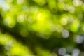 Beautiful green bokeh background. Royalty Free Stock Photo