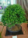 beautiful and green bonzai potted trees