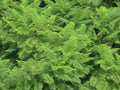 Beautiful green branches fern tree (blue jacaranda) in summer in Israel close-up. Royalty Free Stock Photo