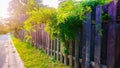 Green plants grew out of the aged fence Royalty Free Stock Photo