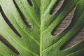 Beautiful green bright Monstera deliciosa leaf also known as Swiss cheese plant with water drops indoors. Royalty Free Stock Photo