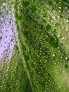 Beautiful green bright Monstera deliciosa leaf also known as Swiss cheese plant with water drops indoors, contrast light Royalty Free Stock Photo