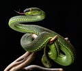 Beautiful green bright viper snake with black Background Royalty Free Stock Photo